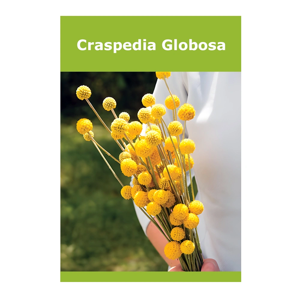 Craspedia Globosa 1 Craspedia Globosa
