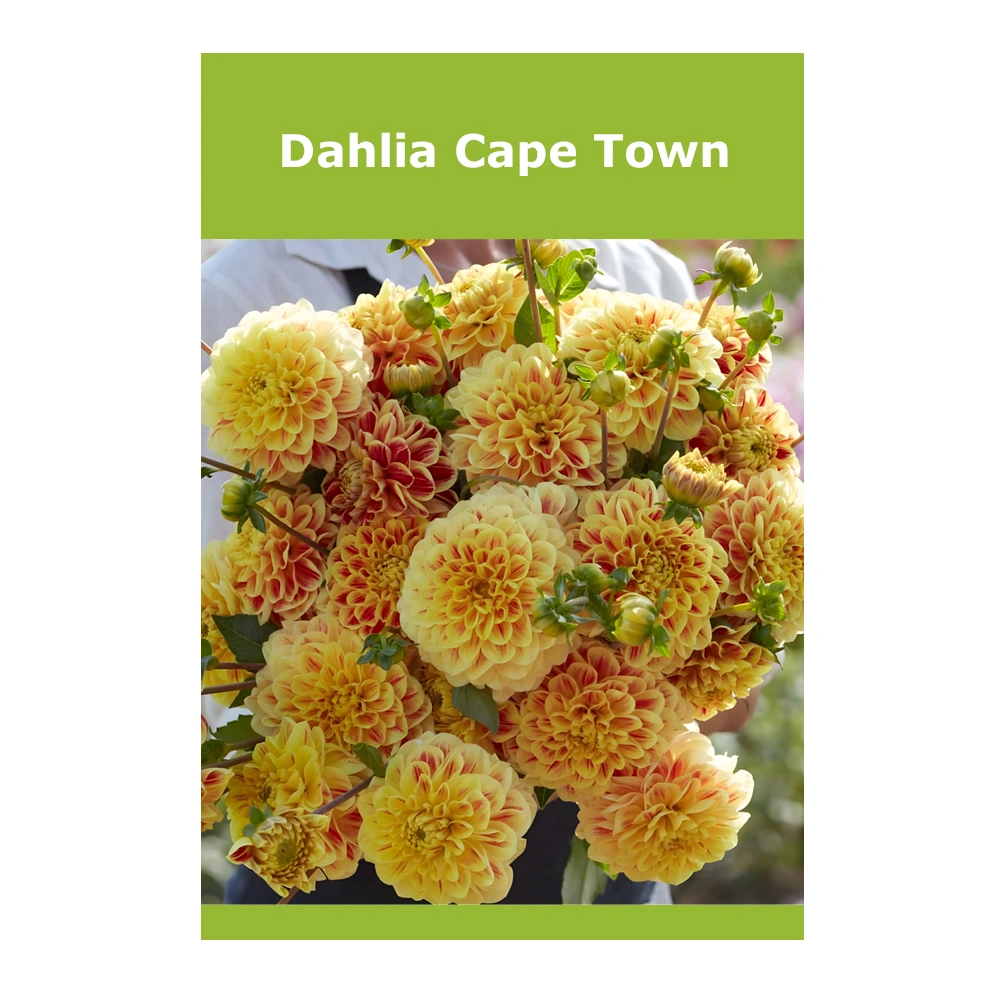 Dahlia Cape Town