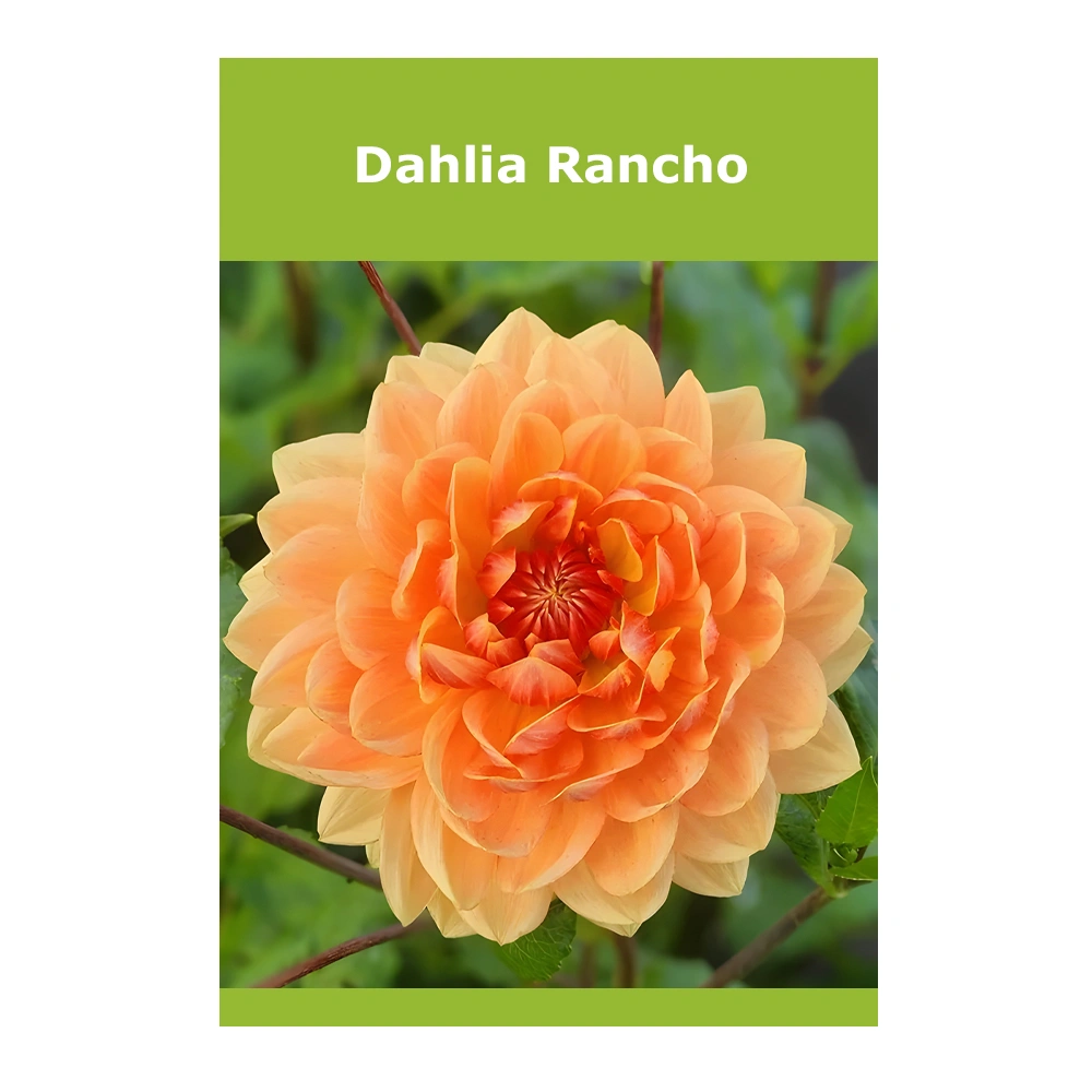 Dahlia Rancho