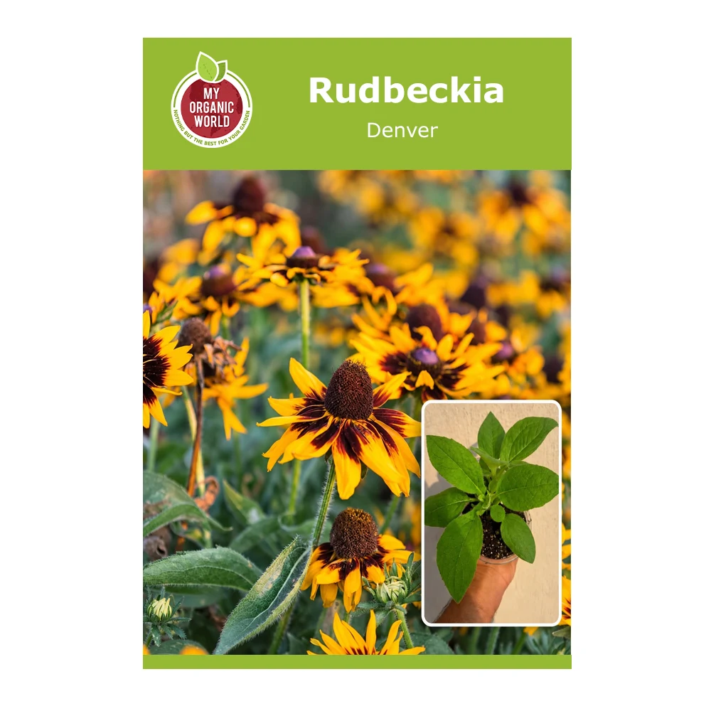 Rudbeckia Denver Daisy 1 Denver Rudbeckia