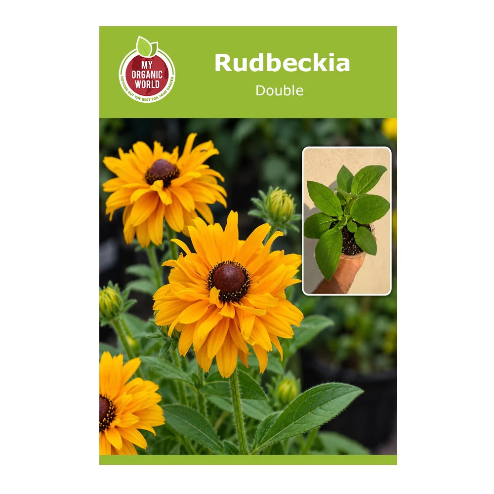 Double Rudbeckia