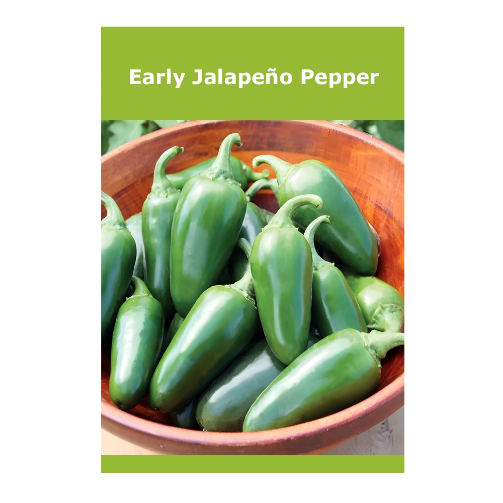 Early Jalapeño Pepper Early Jalapeño Pepper