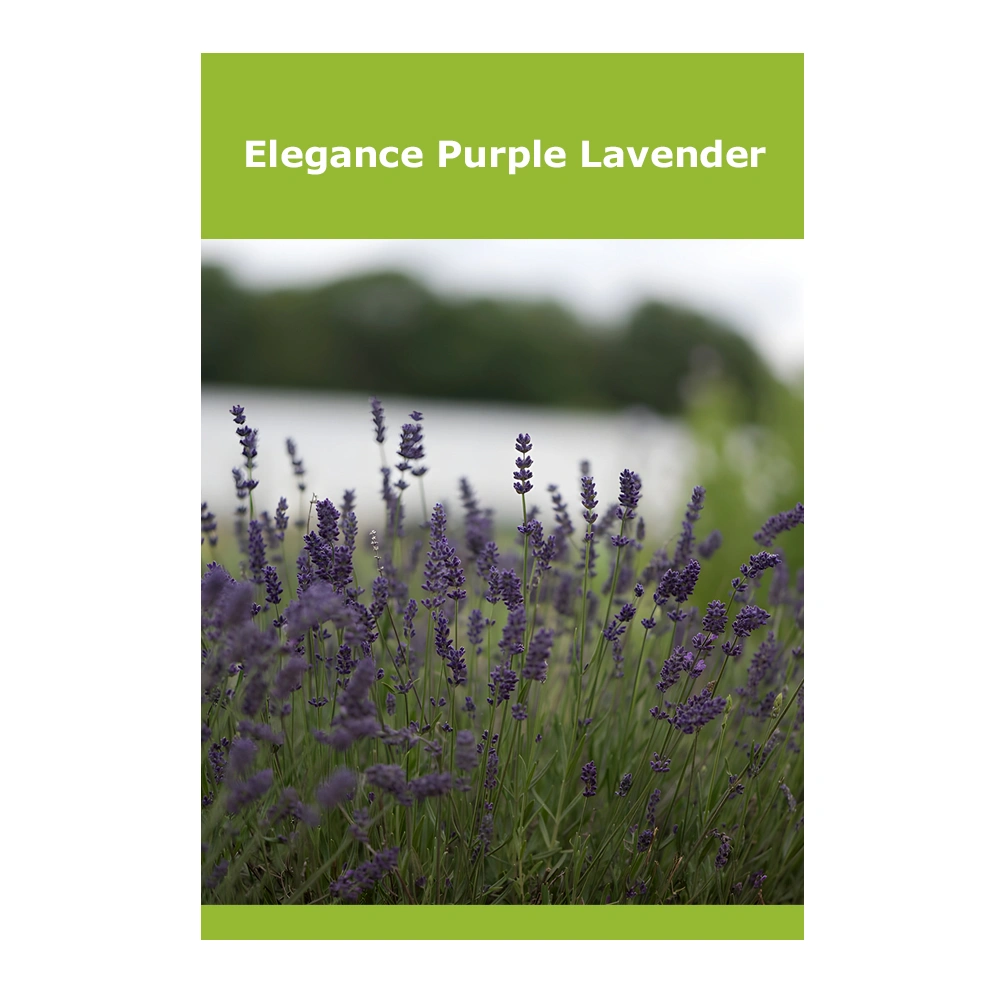 Elegance Purple Lavender