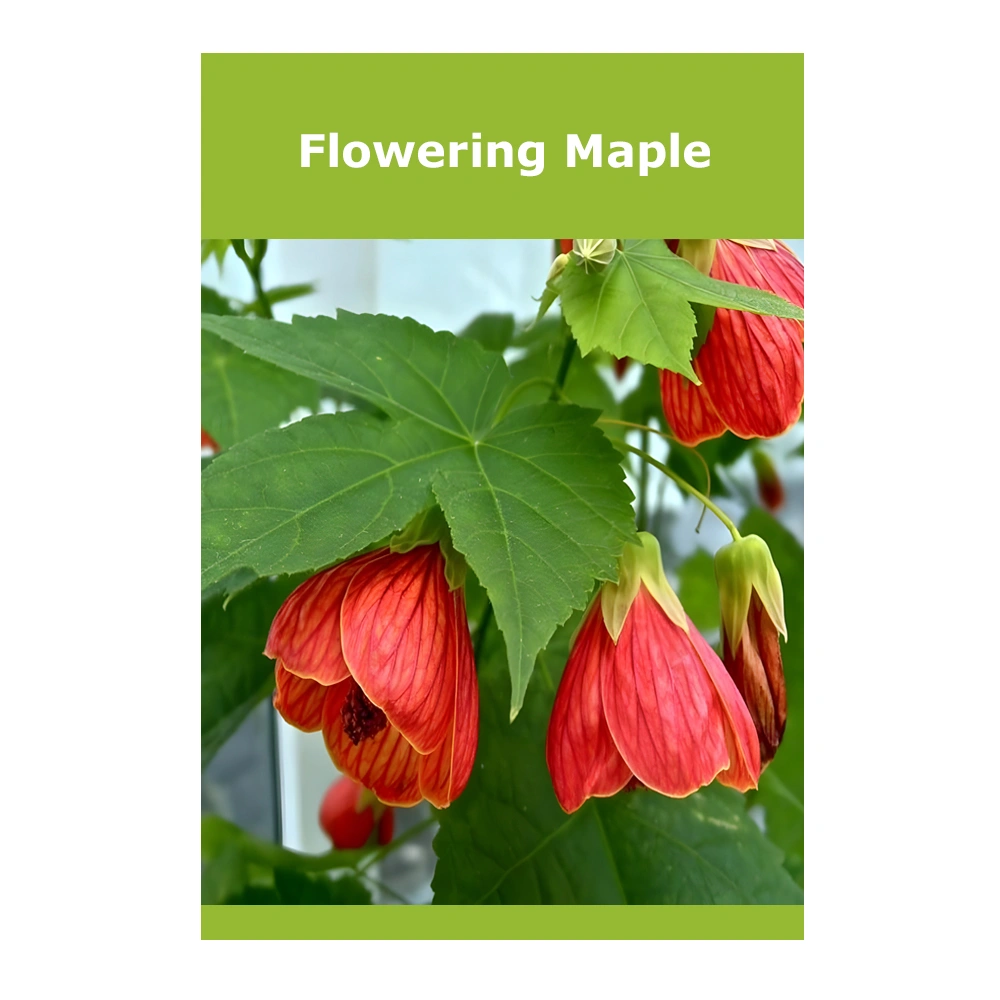 Flowering Maple