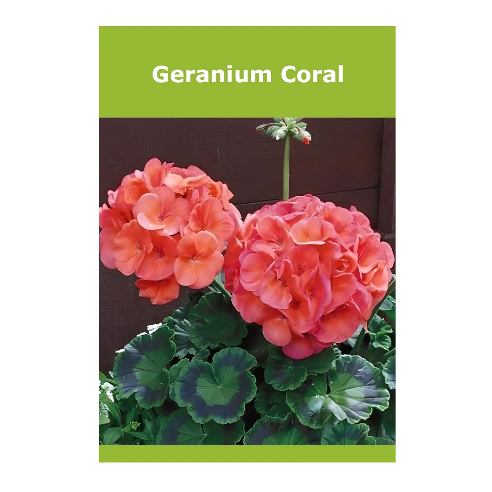 Geranium Coral