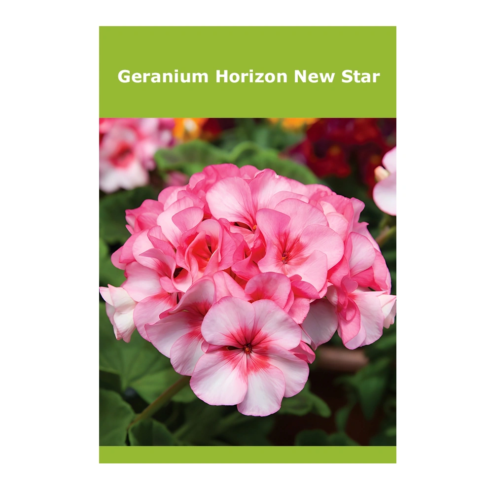 Geranium Horizon New Star 1 Geranium Horizon New Star