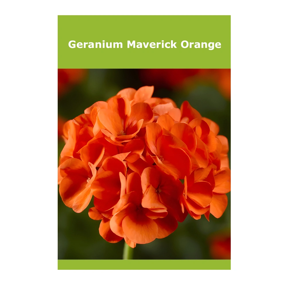 Geranium Maverick Orange