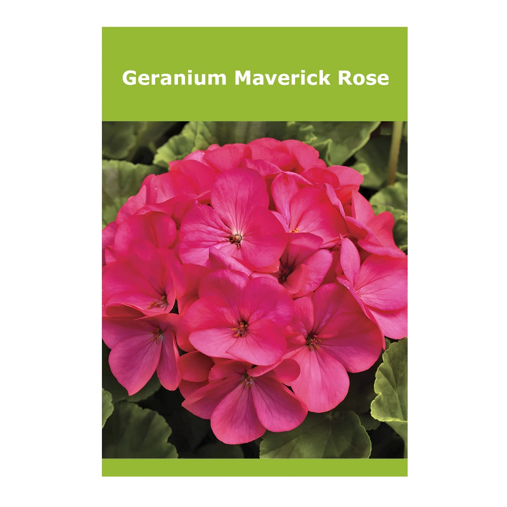 Geranium Maverick Rose Geranium Maverick Rose