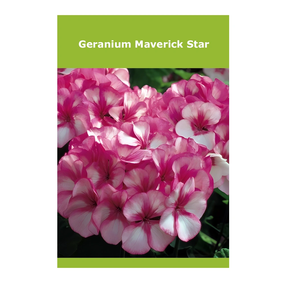 Geranium Maverick Star 1 جيرانيوم مافريك ستار