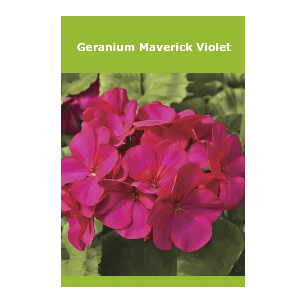 Geranium Maverick Violet