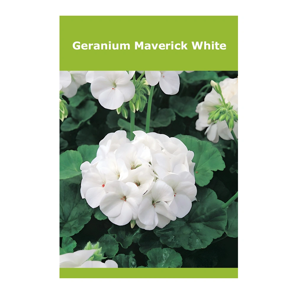 Geranium Maverick White