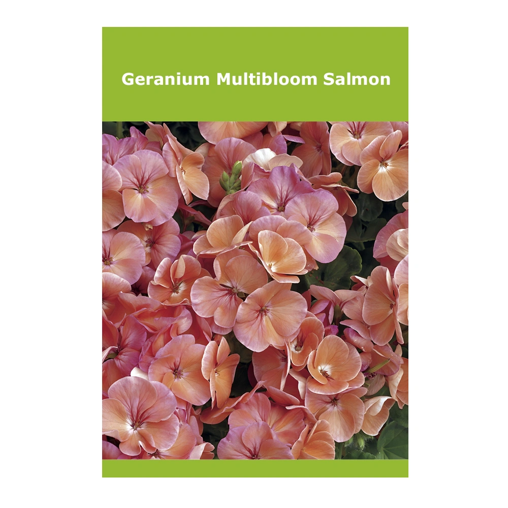 Geranium Multibloom Salmon