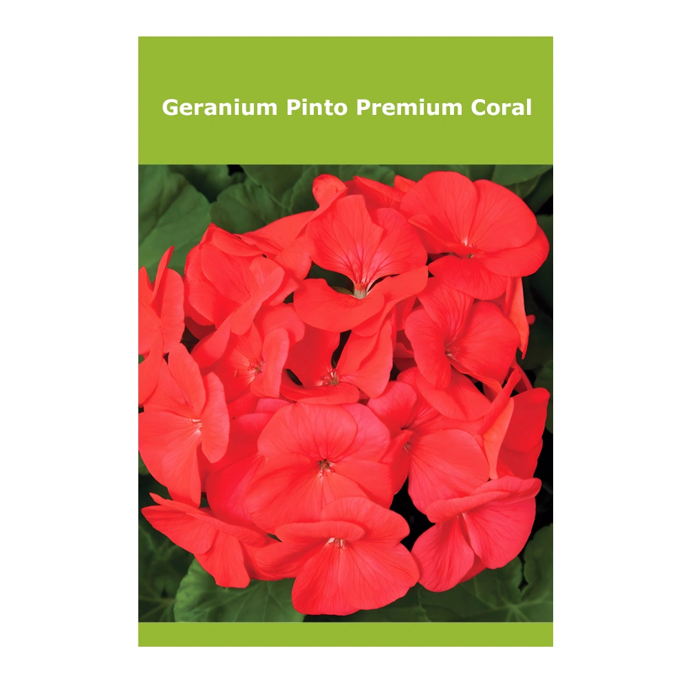 Geranium Pinto Premium Coral
