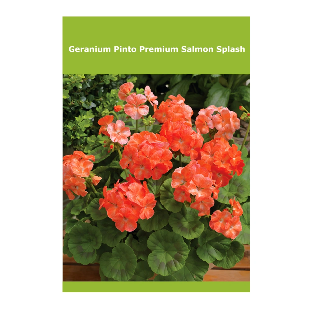 Geranium Pinto Premium Salmon Splash 1 Geranium Pinto Premium Salmon Splash