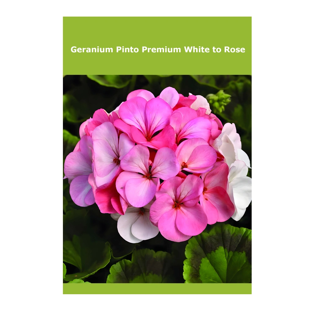 Geranium Pinto Premium White to Rose 1 Geranium Pinto Premium White to Rose