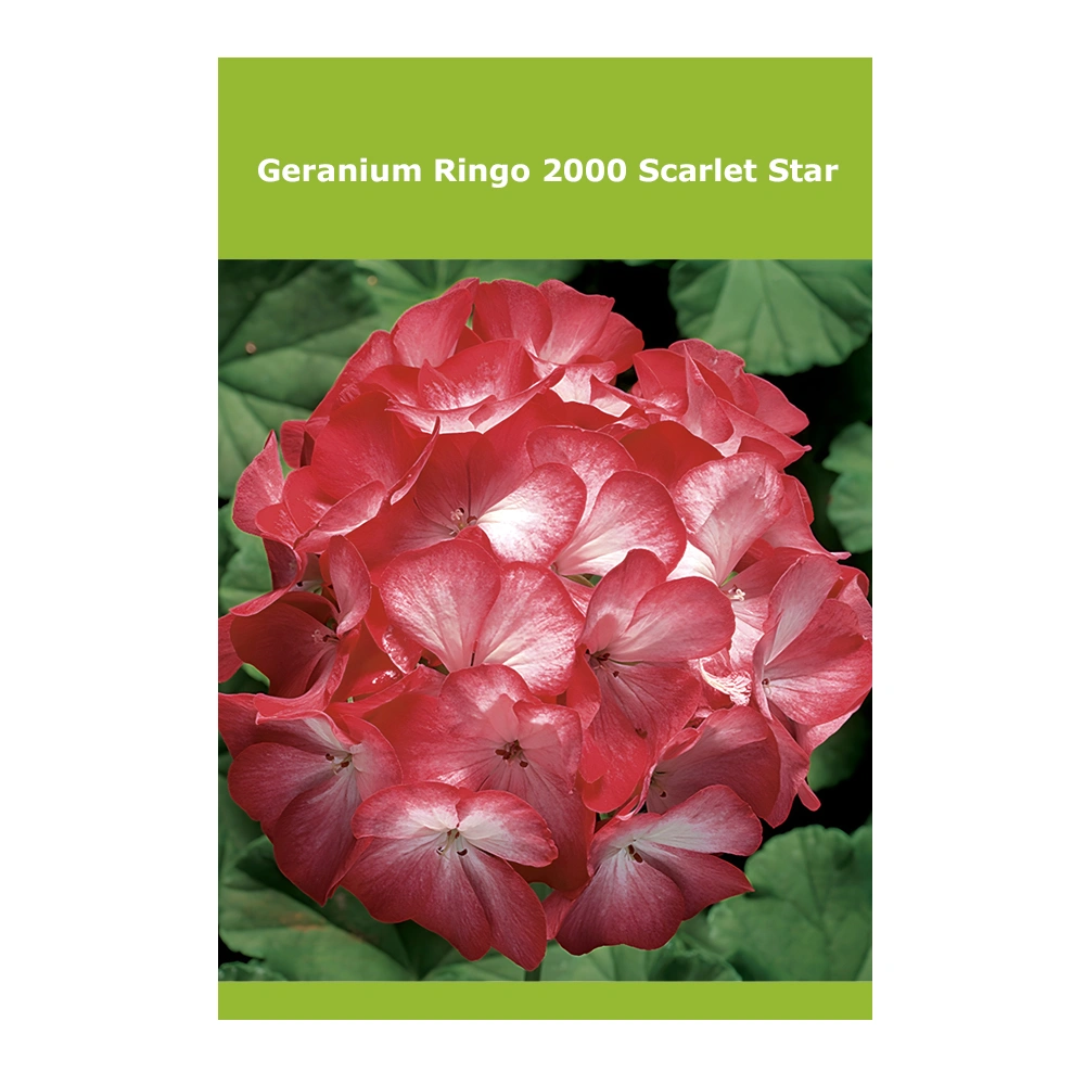 Geranium Ringo 2000 Scarlet Star Geranium Ringo 2000 Scarlet Star