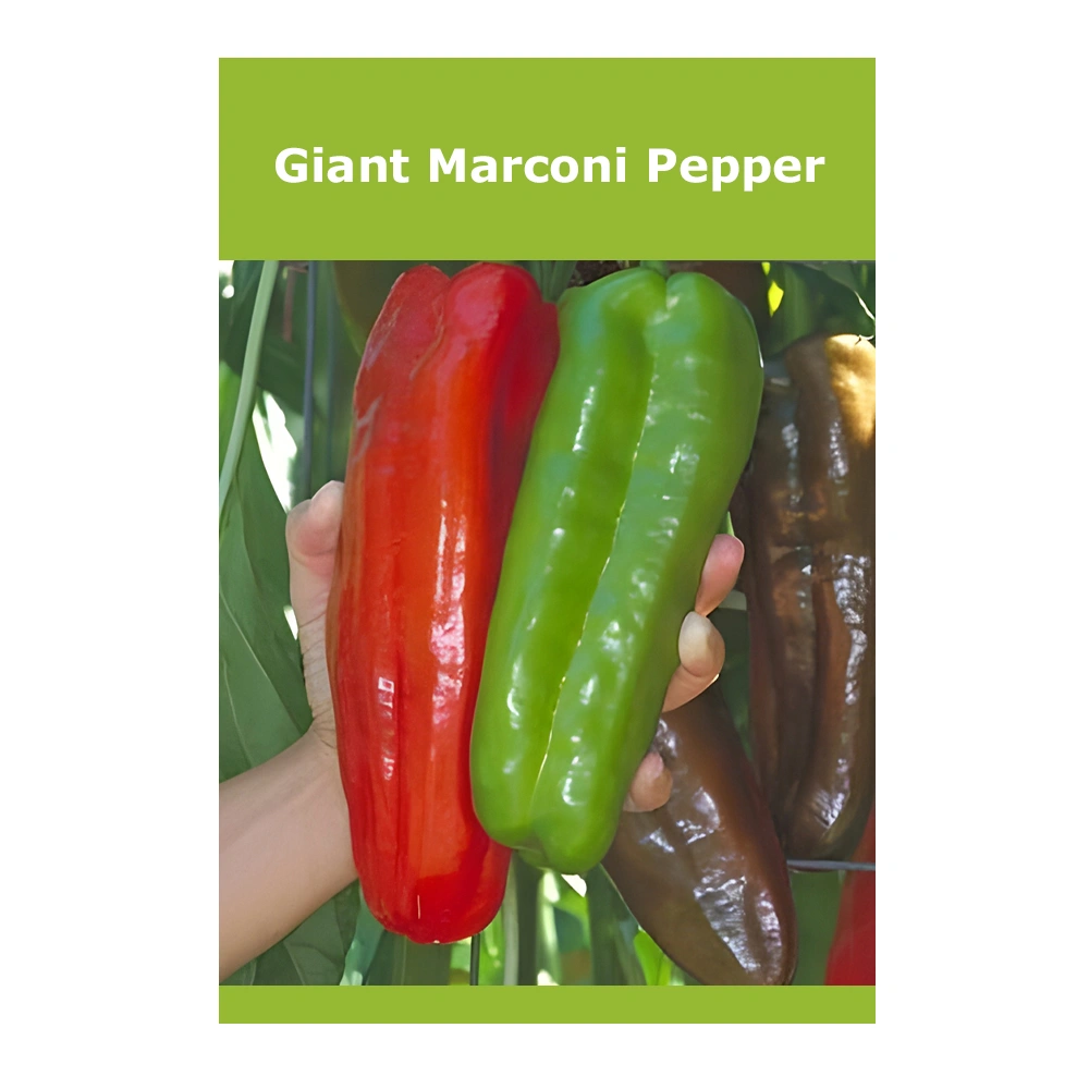 Giant Marconi Pepper
