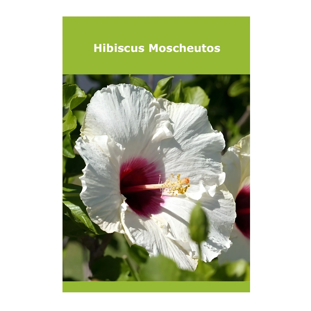 Hibiscus Moscheutos