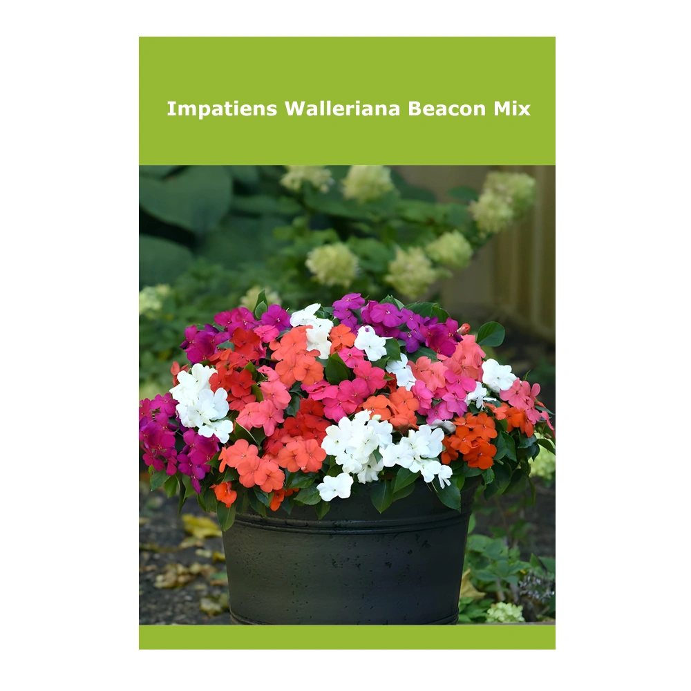Impatiens Walleriana Beacon Mix