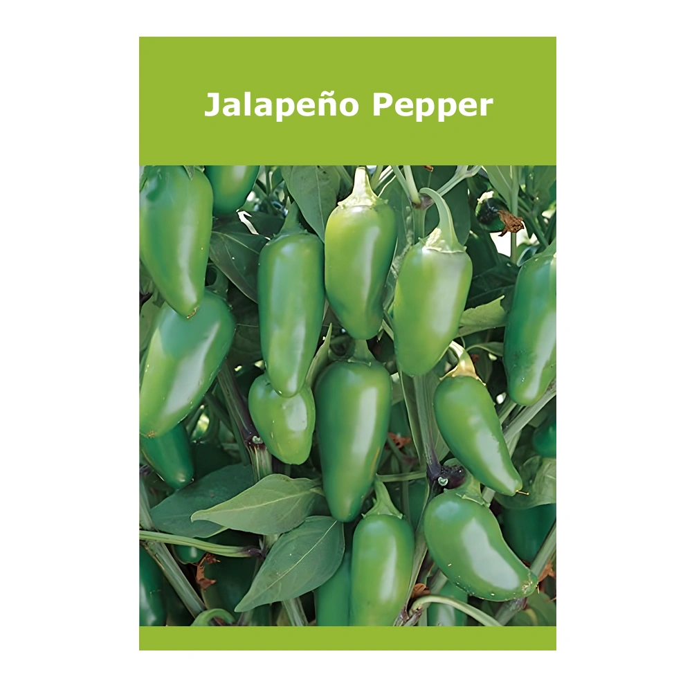 Jalapeño Pepper Jalapeño Pepper