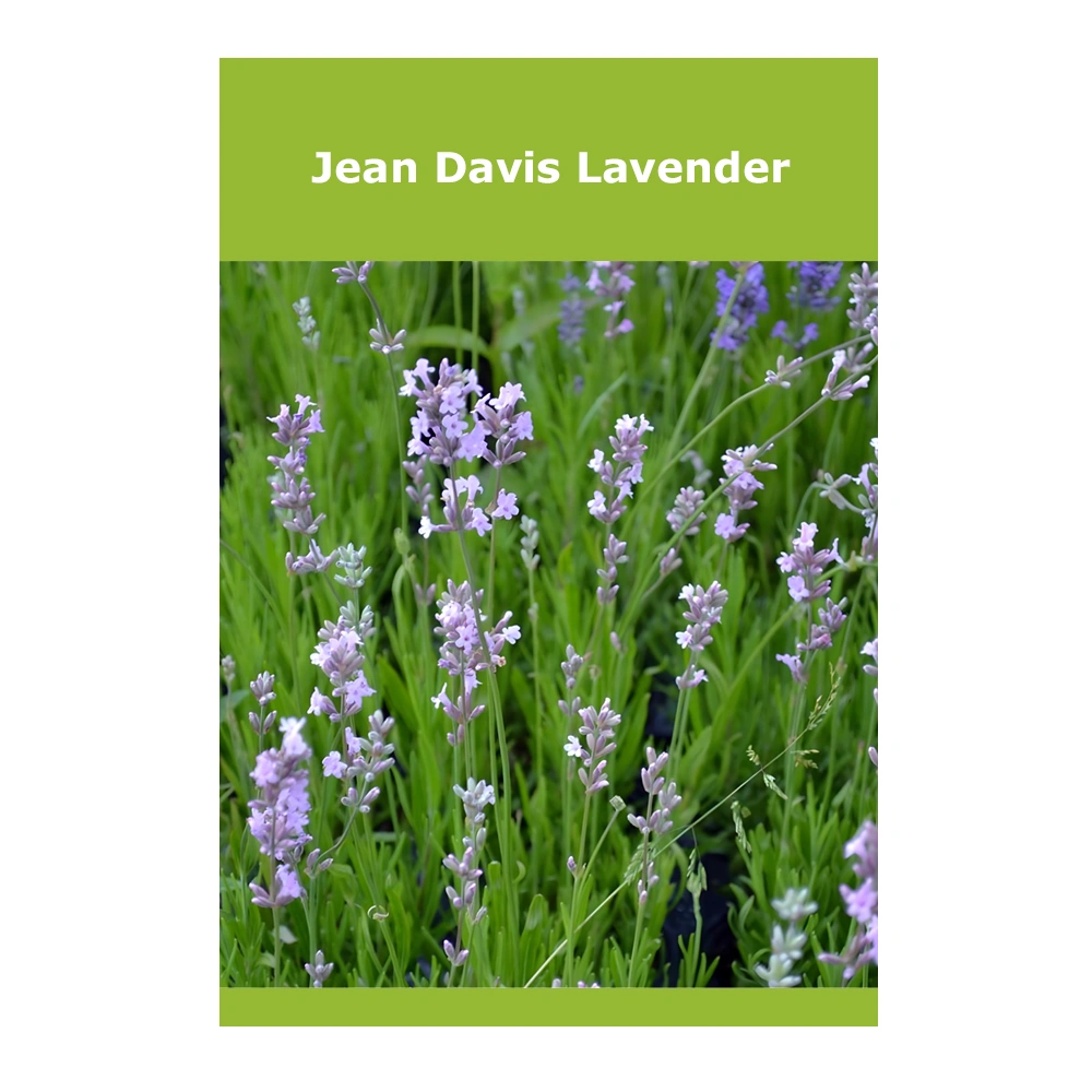 Jean Davis Lavender Jean Davis Lavender