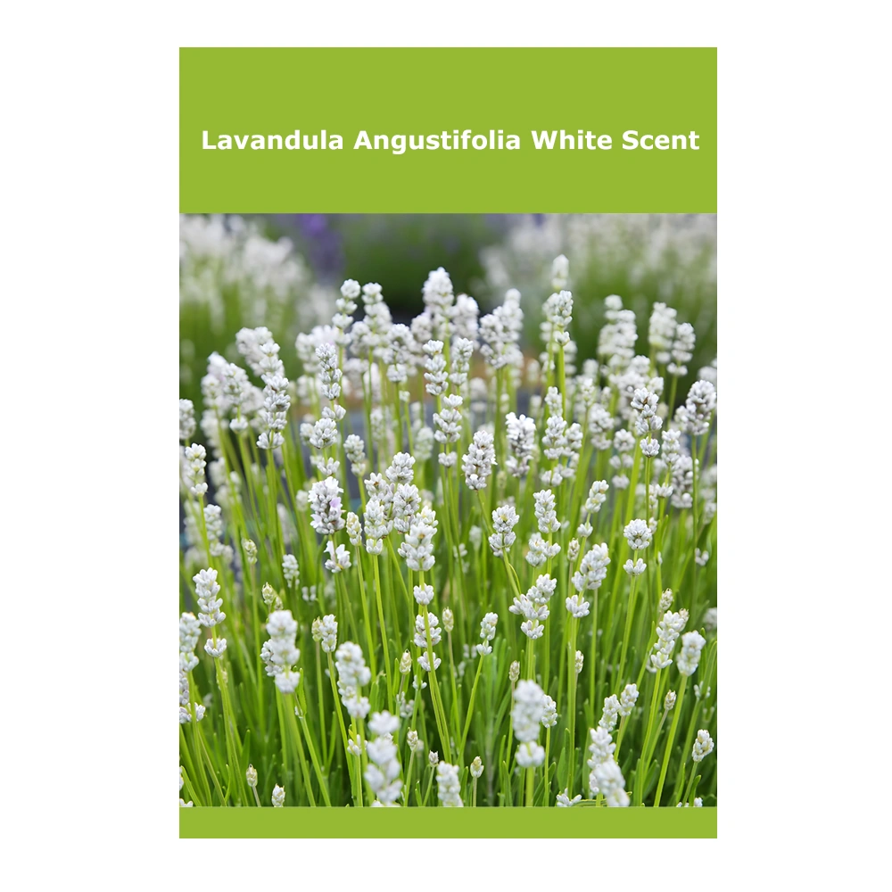 Lavandula Angustifolia White Scent 1 Lavandula Angustifolia White Scent
