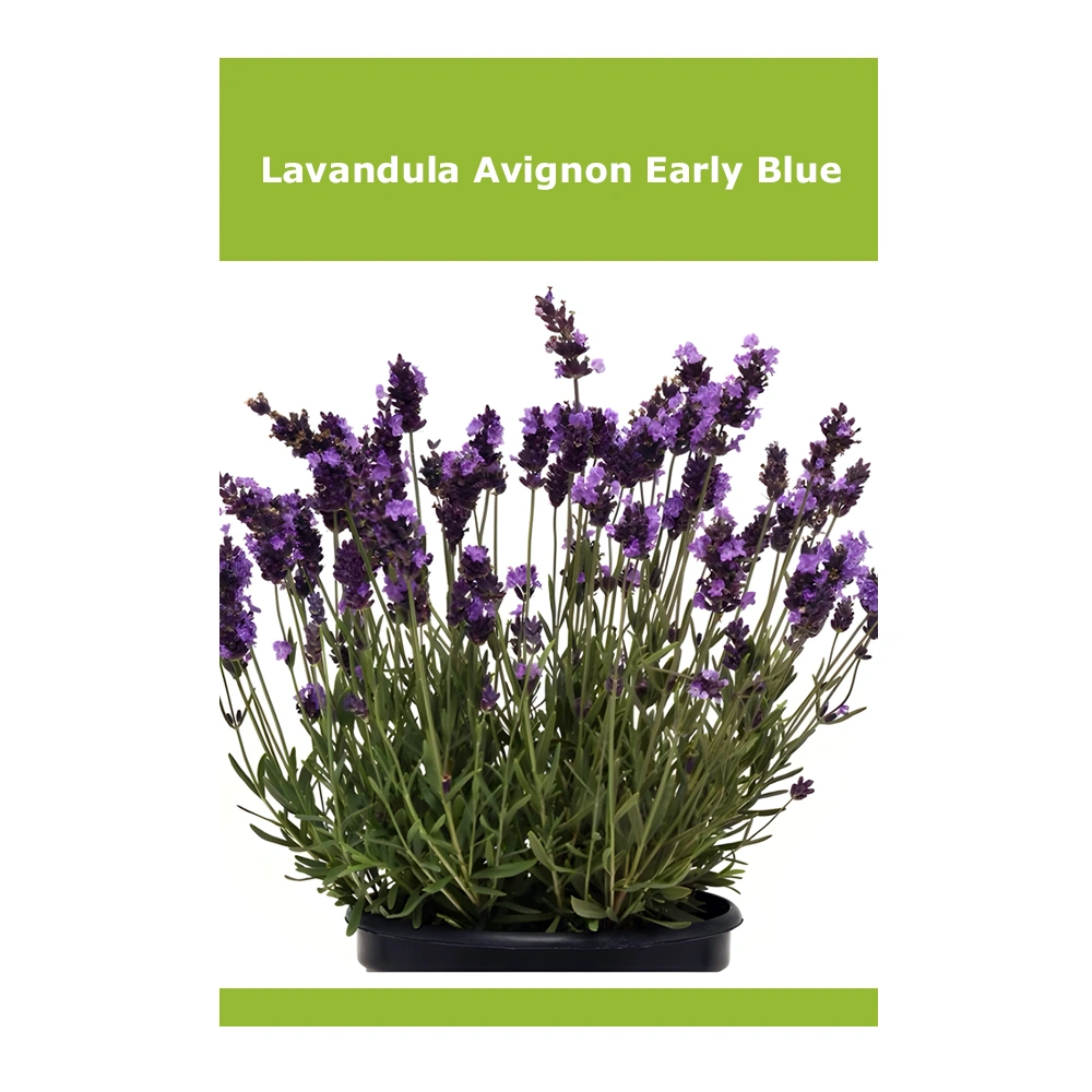 Lavandula Avignon Early Blue 1 Lavandula Avignon Early Blue