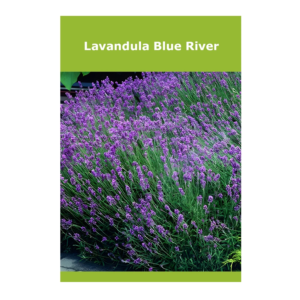 Lavandula Blue River Lavandula Blue River