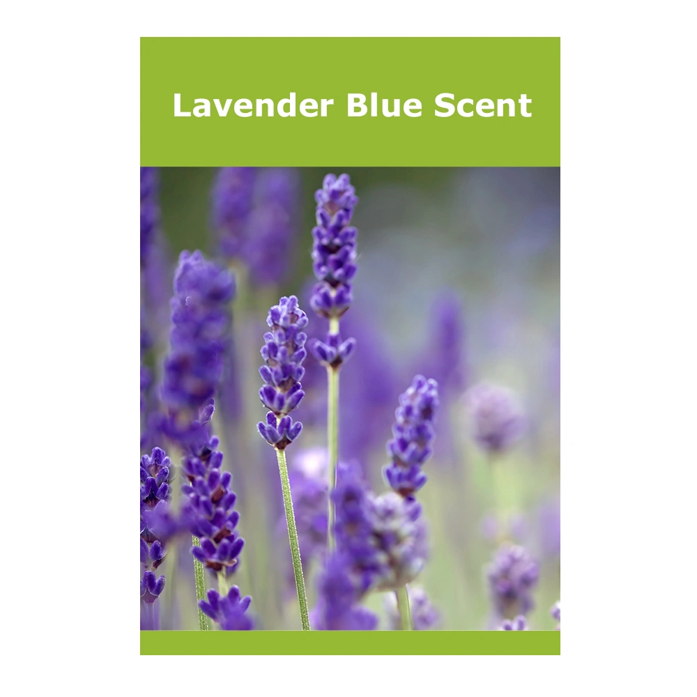 Lavender Blue Scent