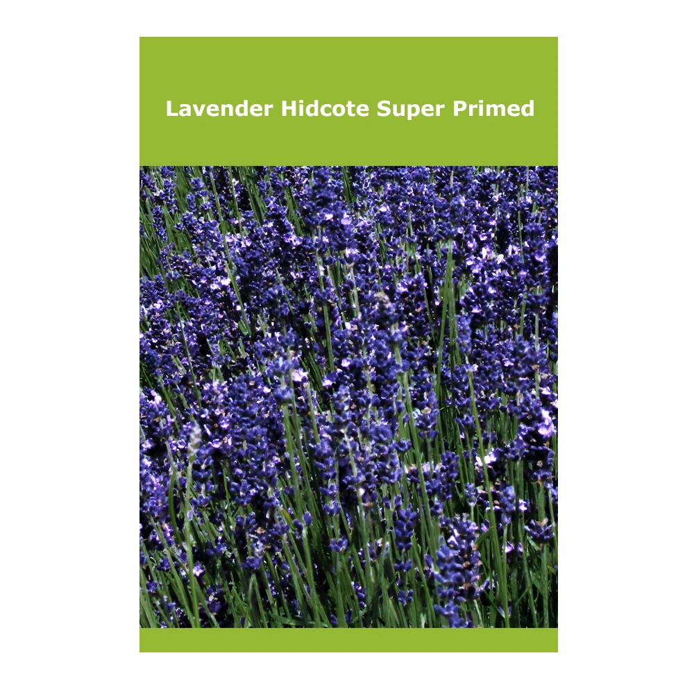 Lavender Hidcote Super Primed 1 Lavender Hidcote Super Primed