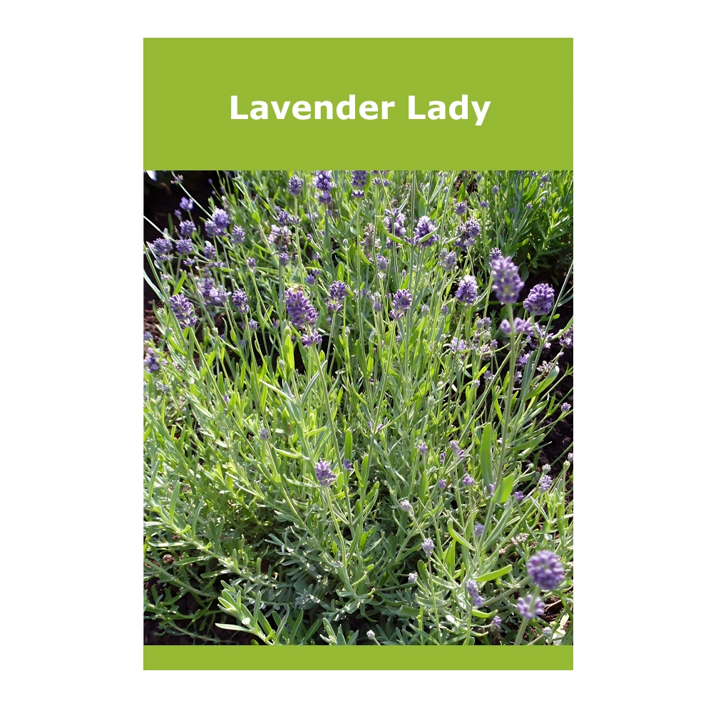 Lavender Lady