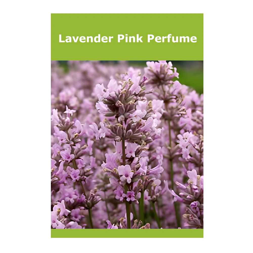 Lavender Pink Perfume