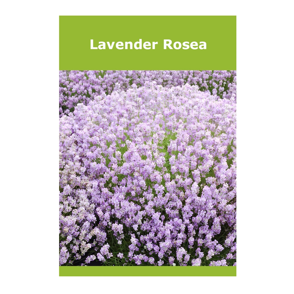 Lavender Rosea 1 Lavender Rosea