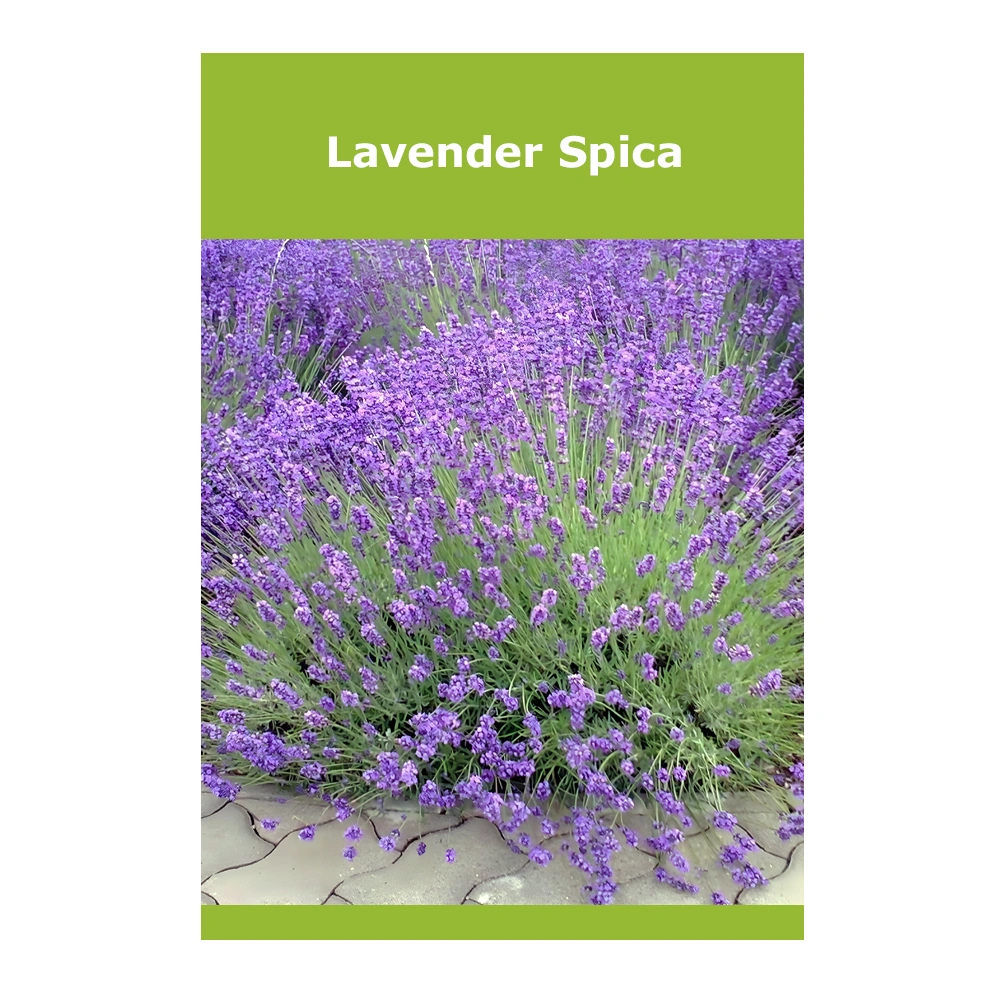 Lavender Spica Lavender Spica