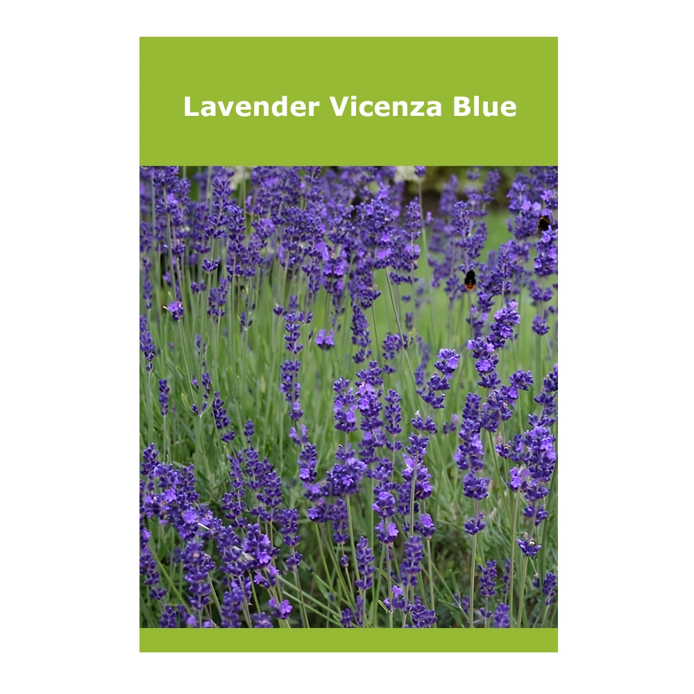 Lavender Vicenza Blue Lavender Vicenza Blue