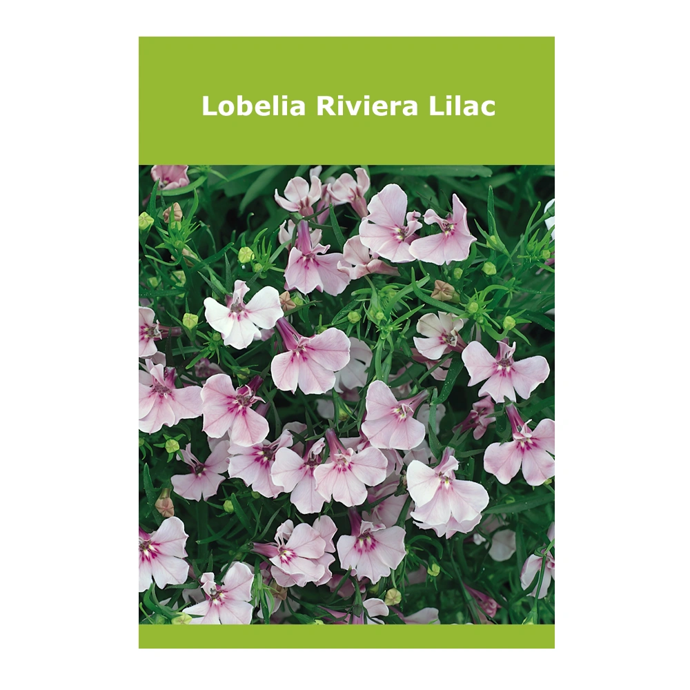 Lobelia Riviera Lilac 1 Lobelia Riviera Lilac