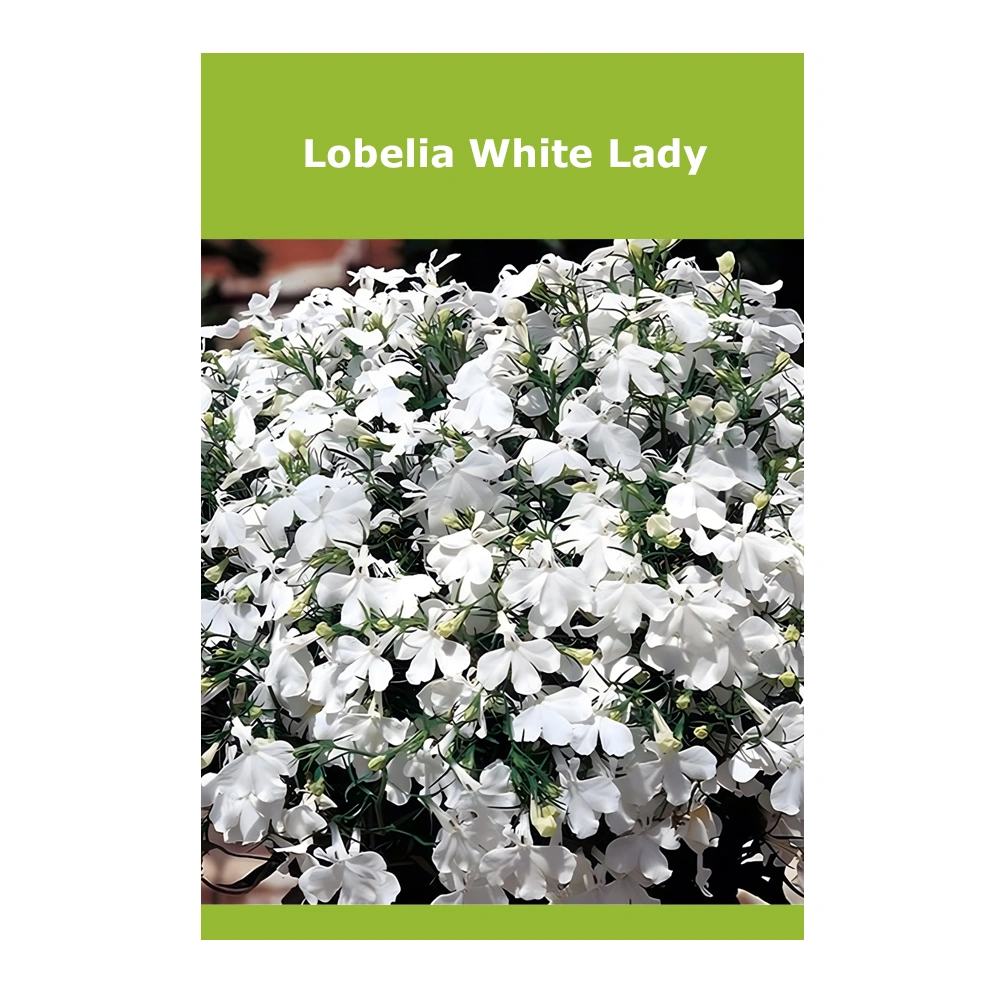 Lobelia White Lady 1 Lobelia White Lady