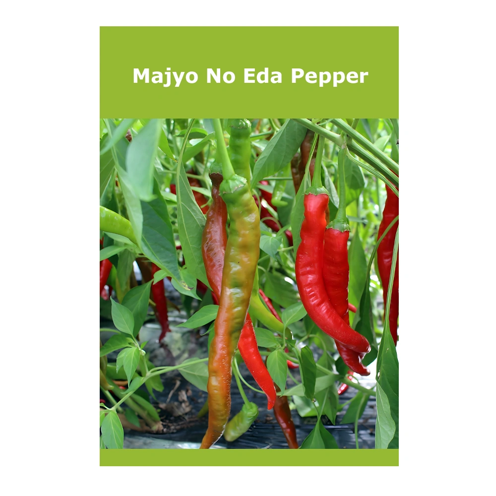 Witch Wand Pepper 1 Majyo No Eda Pepper