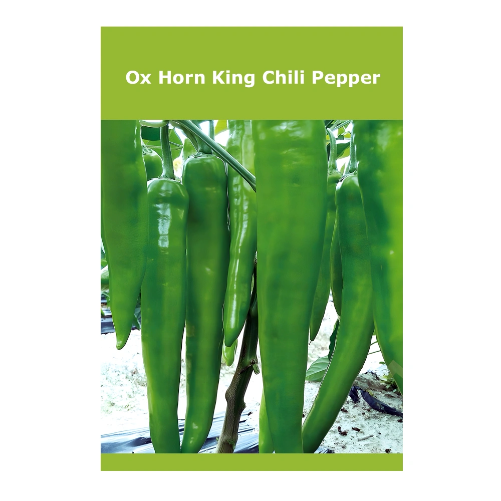Ox Horn King Chili Pepper 1 Ox Horn King Chili Pepper