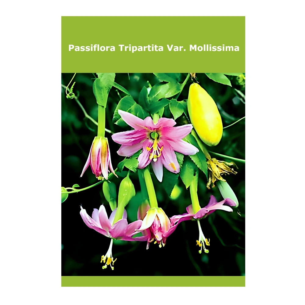 الباشن فروت Passiflora Tripartita Var. Mollissima