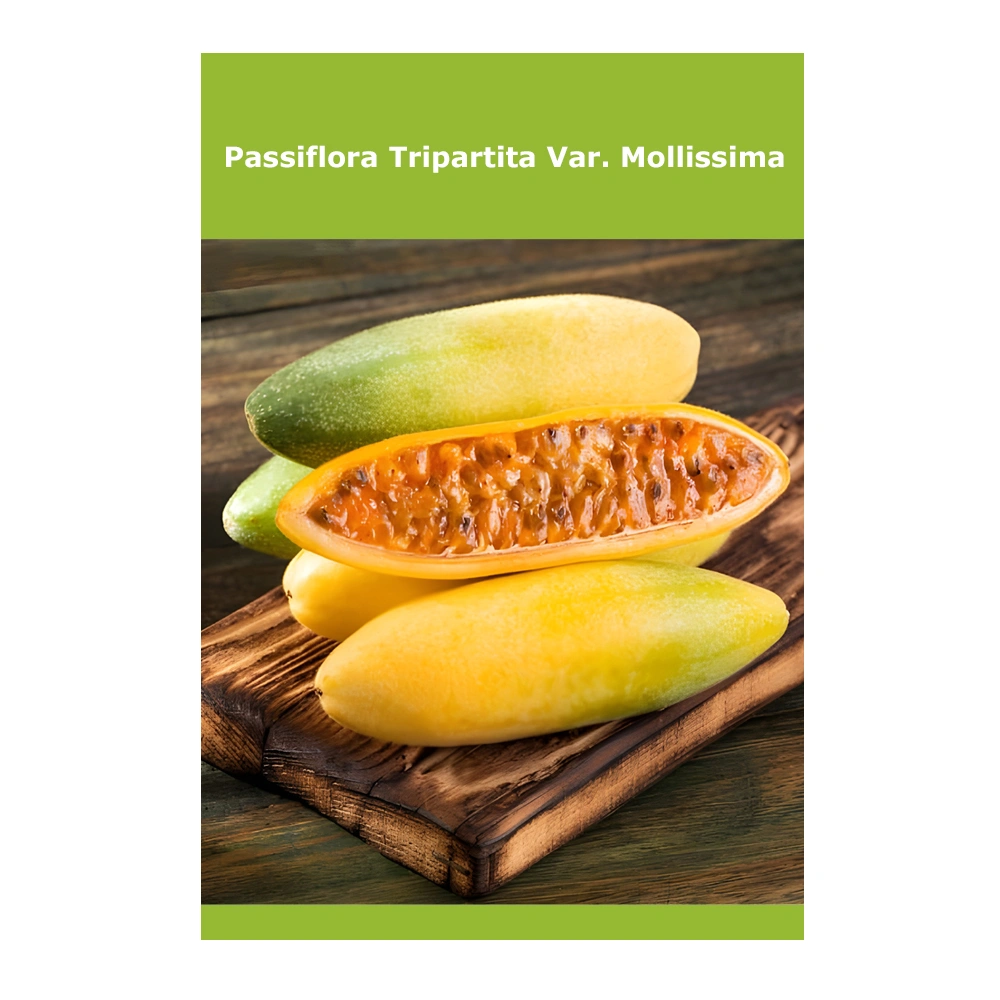 الباشن فروت Passiflora Tripartita Var. Mollissima 1 الباشن فروت Passiflora Tripartita Var. Mollissima