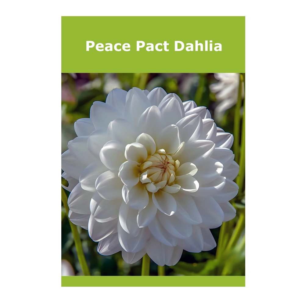 Peace Pact Dahlia