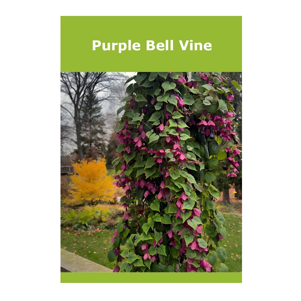 Purple Bell Vine 1 Purple Bell Vine
