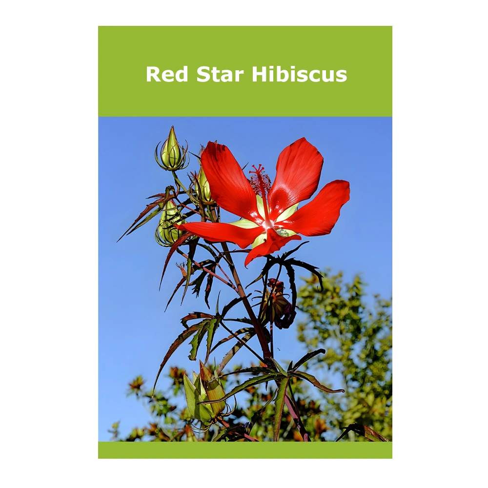 Red Star Hibiscus 1 Red Star Hibiscus