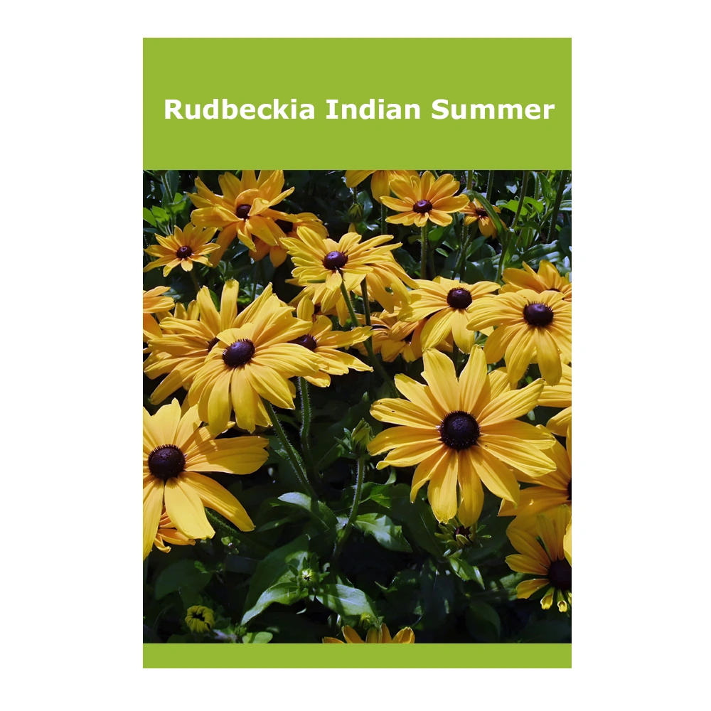 Rudbeckia Indian Summer Rudbeckia Indian Summer