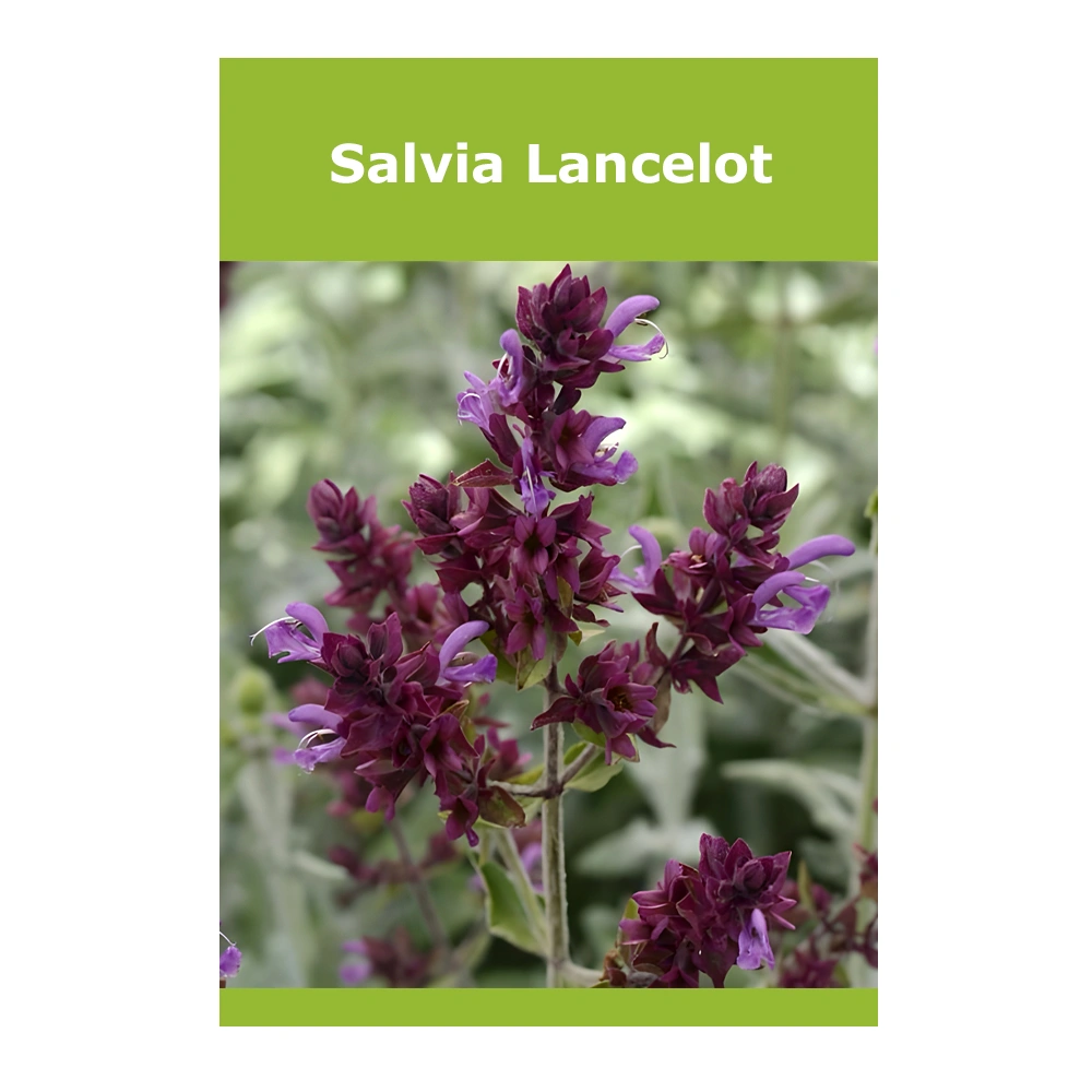Salvia Lancelot 1 Salvia Lancelot