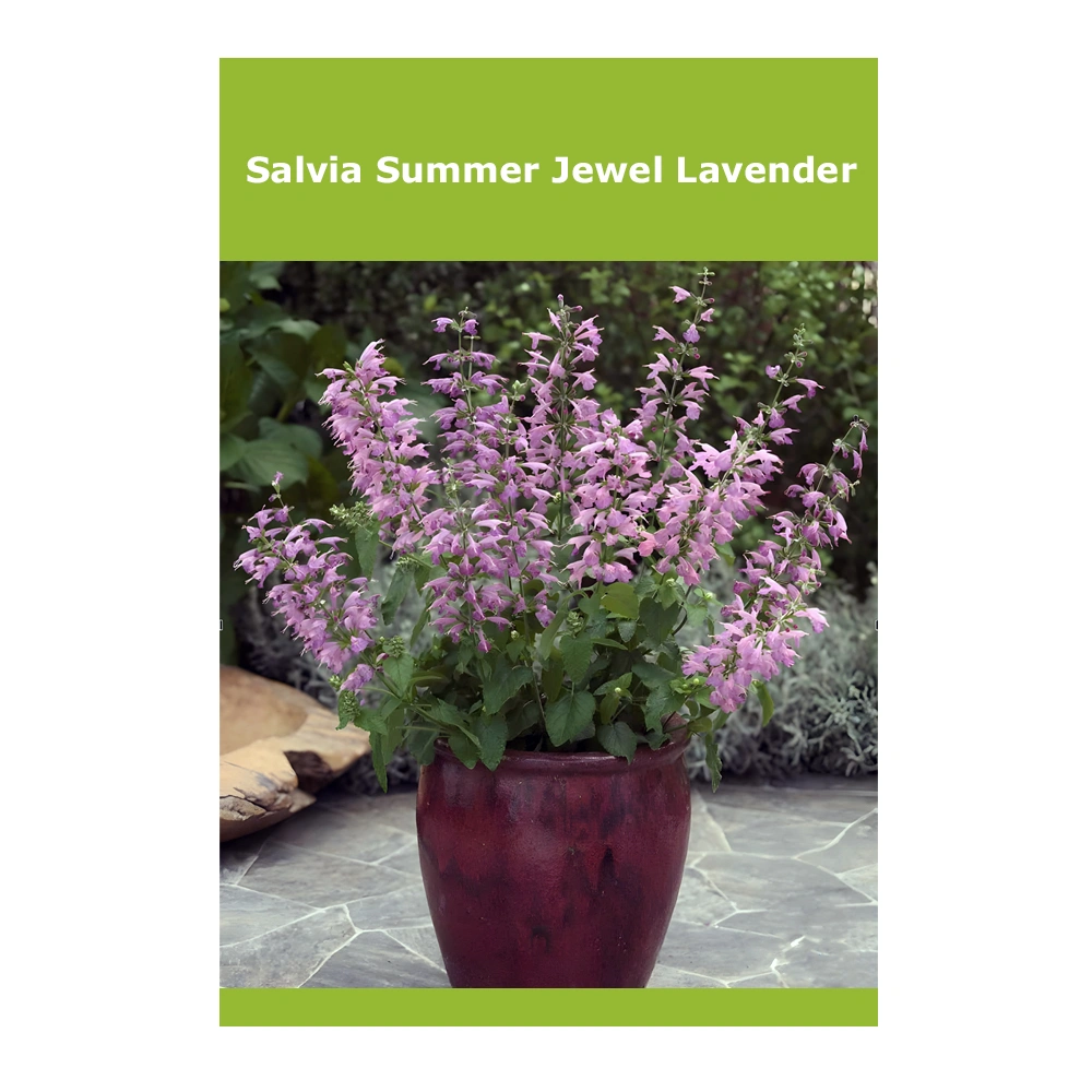 Salvia Summer Jewel Lavender 1 Salvia Summer Jewel Lavender