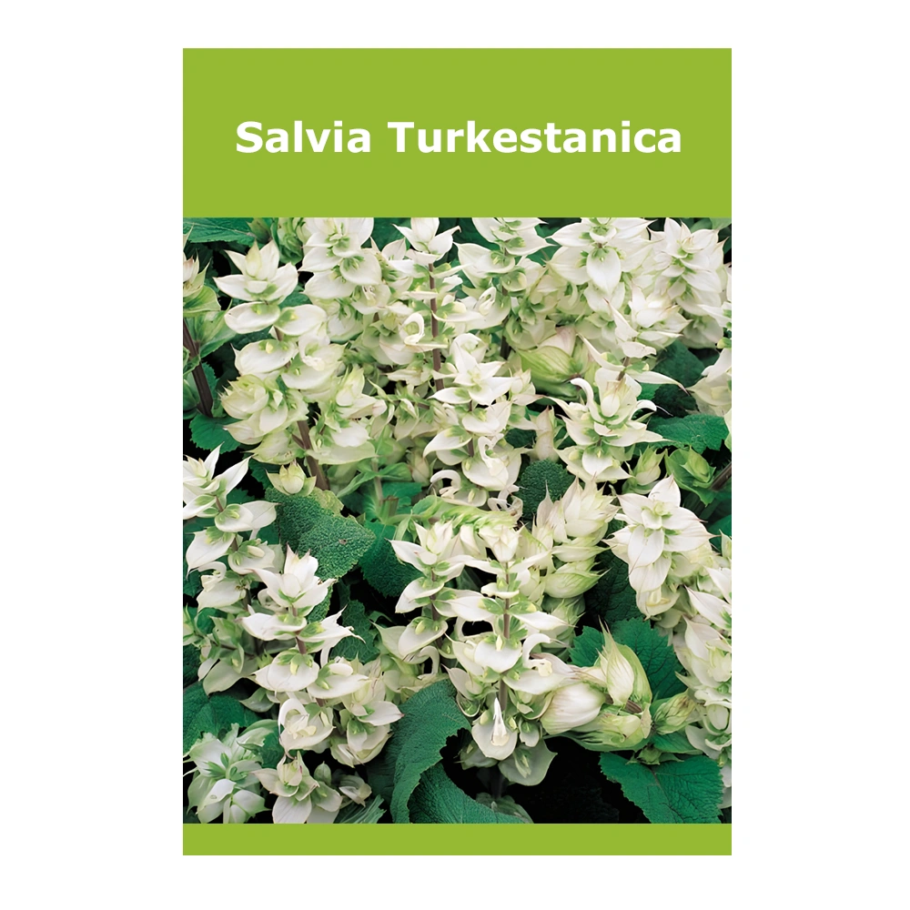 Salvia Turkestanica 1 Salvia Turkestanica