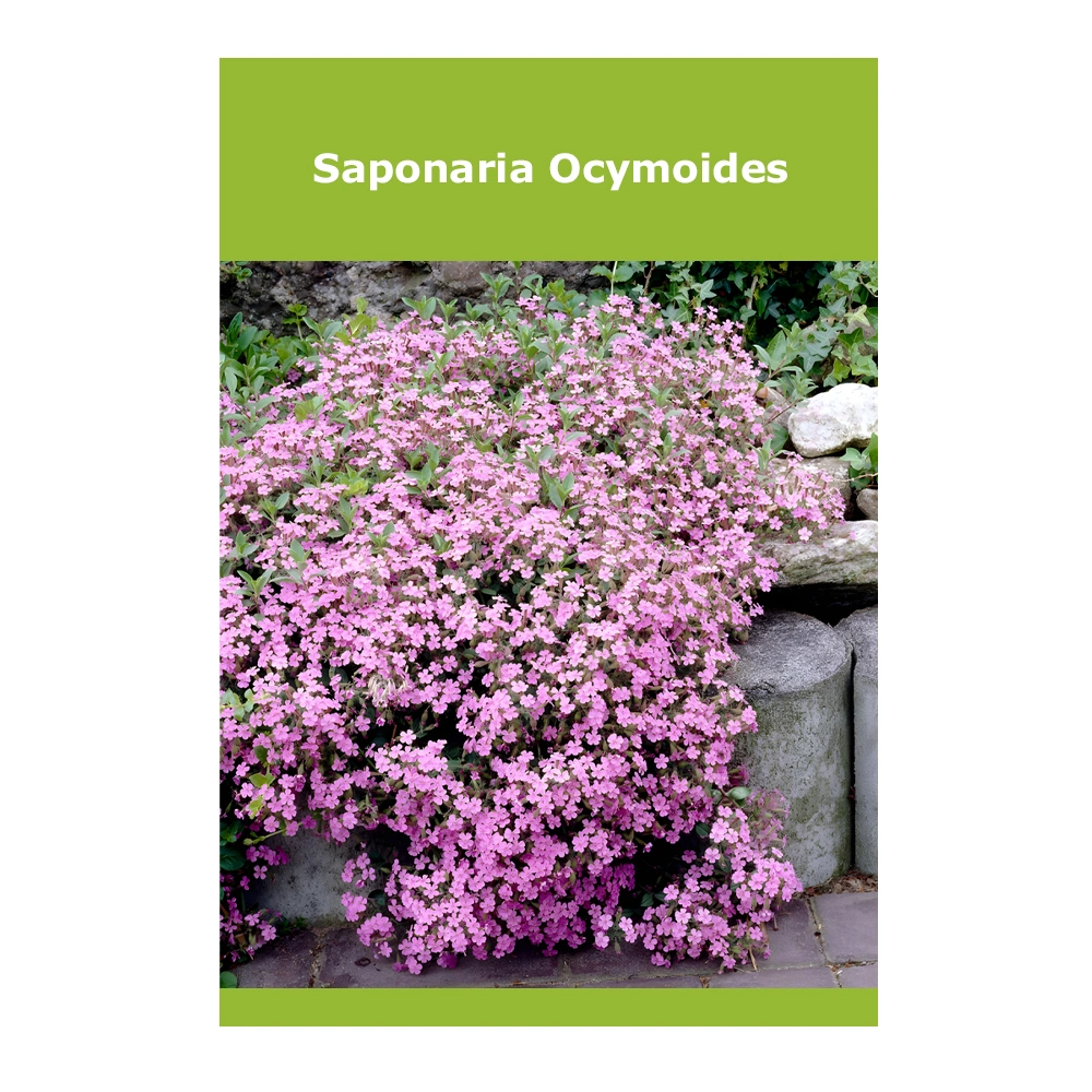 Saponaria Ocymoides 1 Saponaria Ocymoides