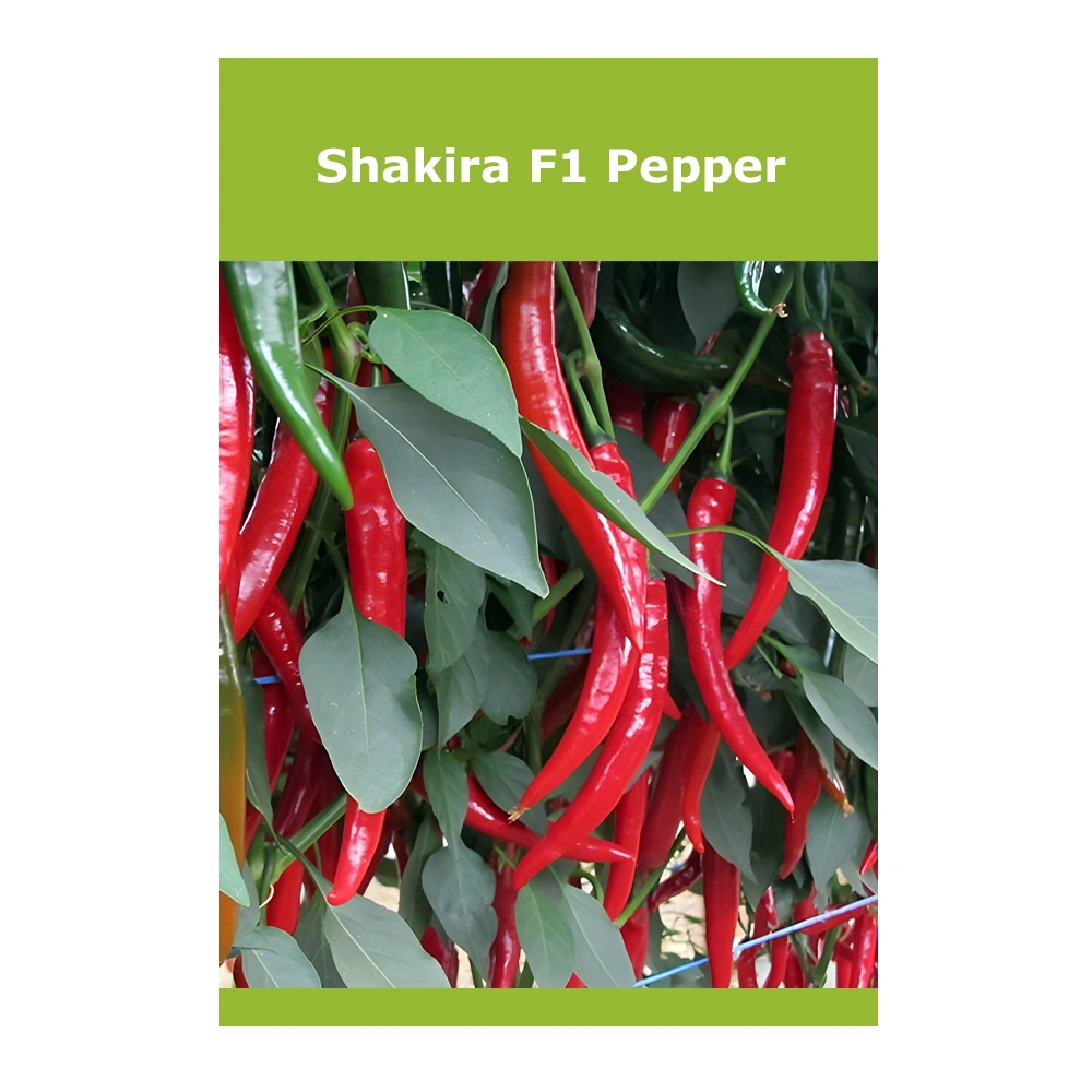 Shakira F1 Pepper